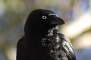 Little Crow (Corvus bennetti)